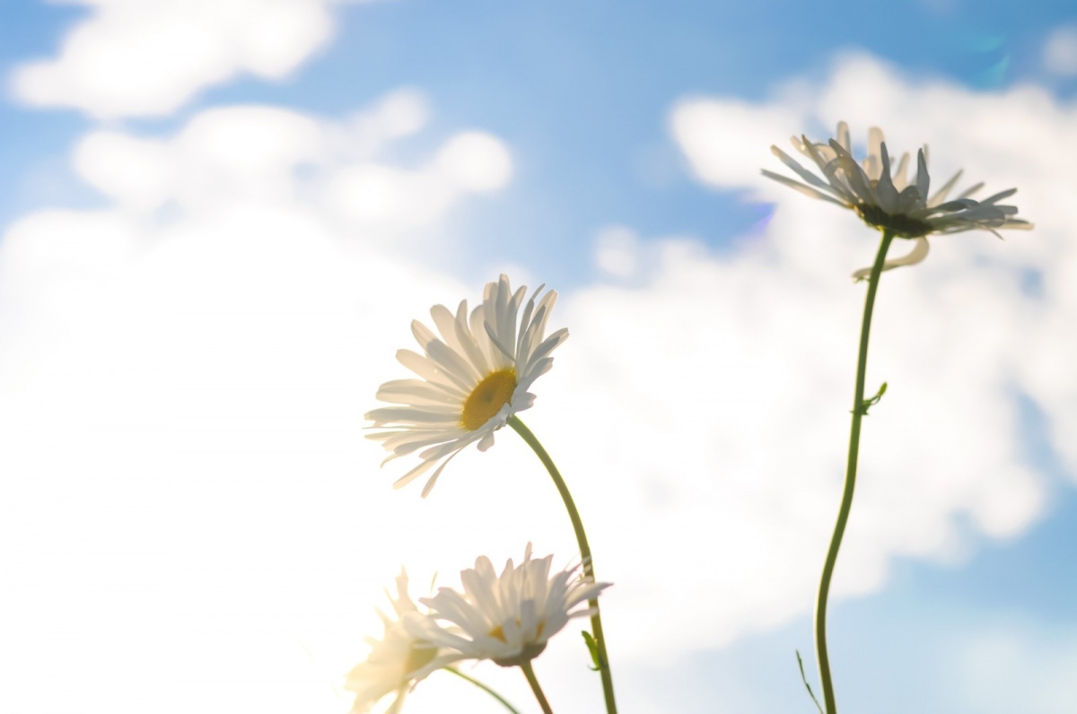 shallow-focus-photography-of-three-white-daisies-1049854.jpg